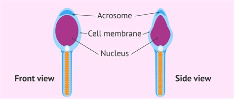 Structure of the sperm head