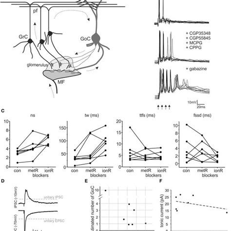 GABAA receptor structure and neuronal localization.a | GABA... | Download Scientific Diagram