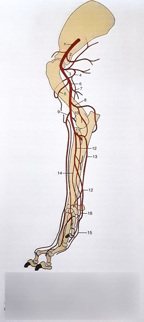 Canine Forelimb Arteries (Medial) Diagram | Quizlet