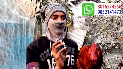 RIR Chicken farming Egg production Feed ( Apna farm ) west bengal - YouTube