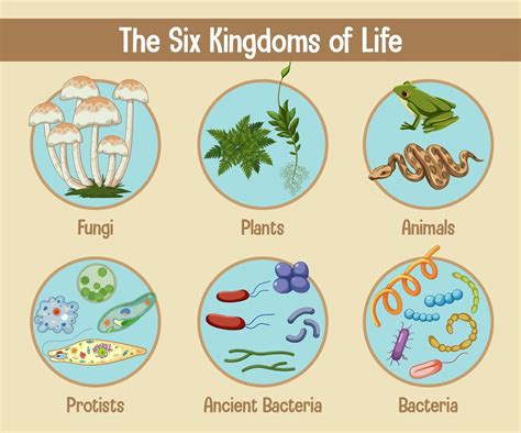 Science poster of six kingdoms of life 2906732 Vector Art at Vecteezy