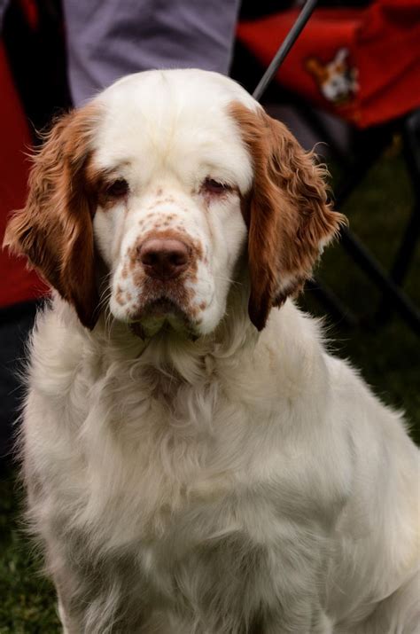 Clumber spaniel | Clumber spaniel, Spaniel, Purebred dogs