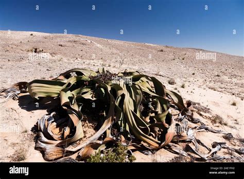 Welwitschia, desert wild plant, "Welwitschia drive" near Swakopmund ...