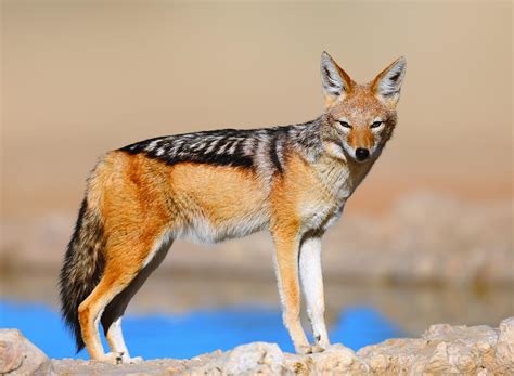 Black-backed jackal Photograph by Johan Swanepoel - Fine Art America