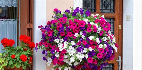 How to grow petunias in hanging baskets | Pyracantha.co.uk