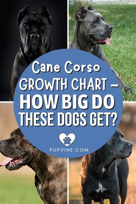 Cane Corso Puppy Weight Chart | Portal.posgradount.edu.pe