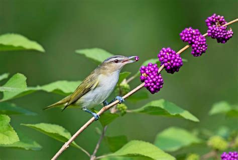 Songbirds - Birds and Blooms