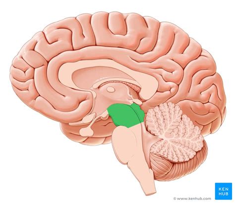 Midbrain: Anatomy, location, parts, definition | Kenhub