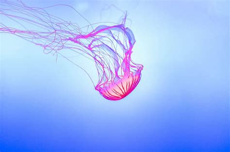 HD wallpaper: underwater photography of pink jellyfish, blue, neon, light, wildlife | Wallpaper ...