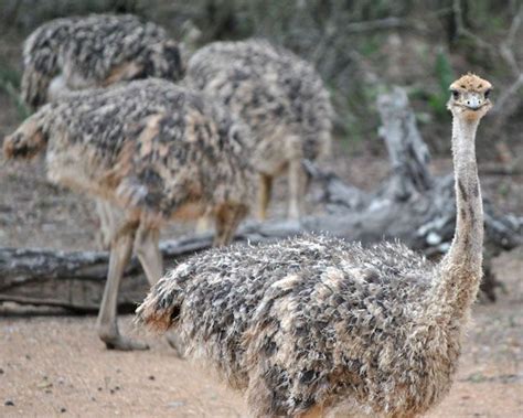 Ostrich Chicks Growing | Wildmoz | Magazine | Ostrich, Ostriches, Chicks