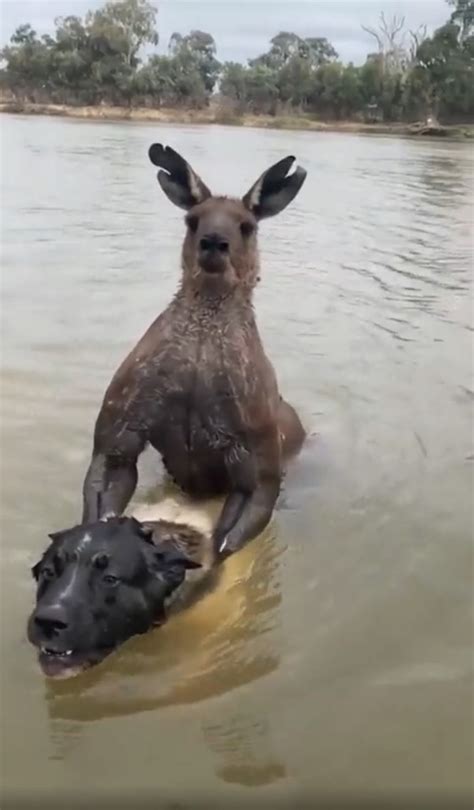 Martial artist punches 7-foot kangaroo that was drowning his dog - DogForms