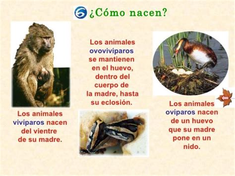 Diferencias entre animales vivíparos, ovíparos y ovovivíparos - RESUMEN