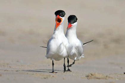 Animals World: beautiful animals of bird caspian tern photos