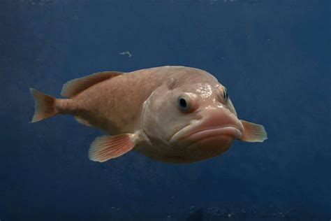 What Does a Blobfish Look Like Underwater?