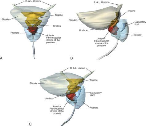 neck zones anatomy