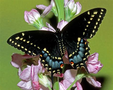 Eastern Black Swallowtail Butterfly Photograph by Millard H. Sharp - Pixels