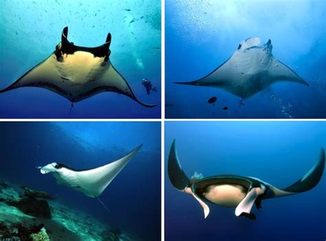 Manta Ray Species - Manta Ray Facts and Information