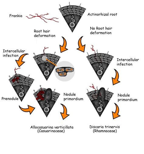 Introducing Nitrogen Fixing Trees: Nature’s Solution to Curing N2 Deficiency - The Permaculture ...