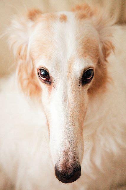 Borzoi (With images) | Dogs, Dog breeds, Animals beautiful