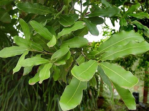 PlantFiles Pictures: Macadamia Species, Smoothshell Macadamia Nut Tree, Queensland Nut ...