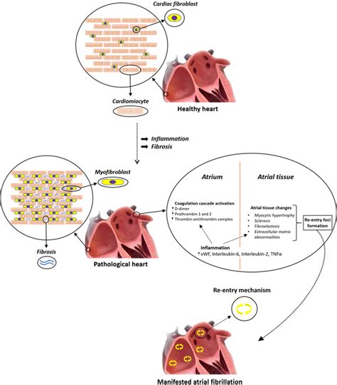 | Serine proteases mechanisms of action. Serine proteases are a... | Download Scientific Diagram