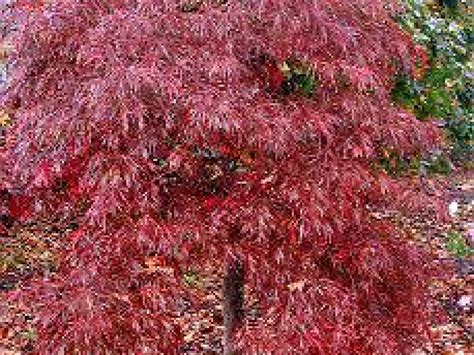 Crimson Queen - Advanced Japanese Maple - Raraflora