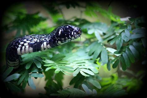 TIGER RATSNAKE | REGION -South America-This snake spends mos… | Flickr