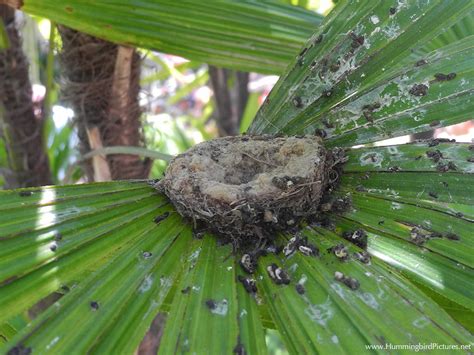 Hummingbird Nests Archives - Hummingbird Pictures