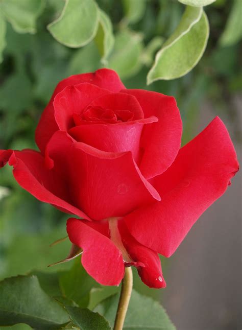 Rosas rojas | Florpedia.com