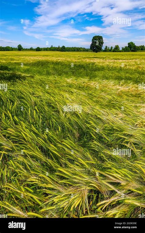 Large fields of crops, barley, growing in summer weather, Bedale, North Yorkshire, England Stock ...