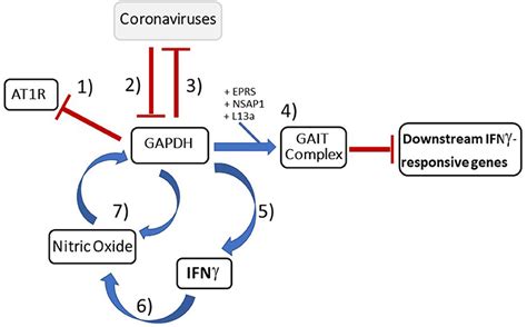 Frontiers | GAPDH, Interferon γ, and Nitric Oxide: Inhibitors of ...