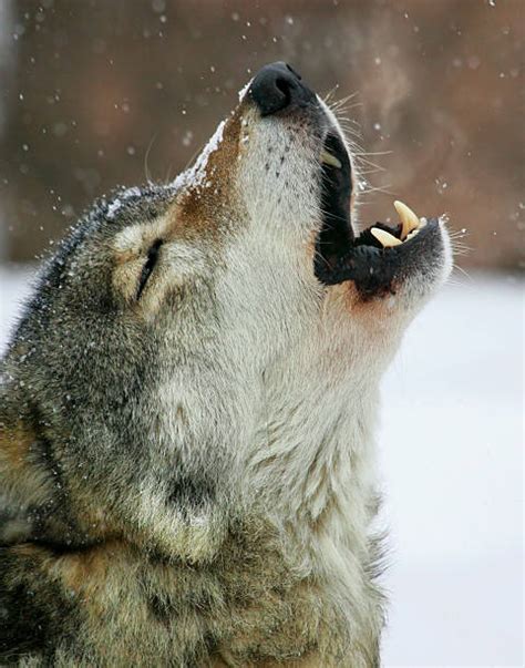 200+ Wolf Howling On The Moon In The Forest Stock Photos, Pictures & Royalty-Free Images - iStock