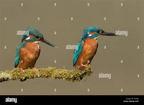 Male and Female Kingfisher Stock Photo - Alamy