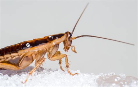 Signs Of A Cockroach Infestation | Atlanta Environmental Pest Services