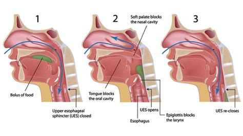 7 Facts About Mucus, Phlegm, Snot, and Boogers | Everyday Health