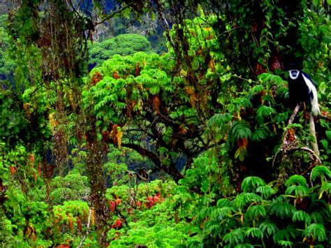 East African Montane Forests | One Earth