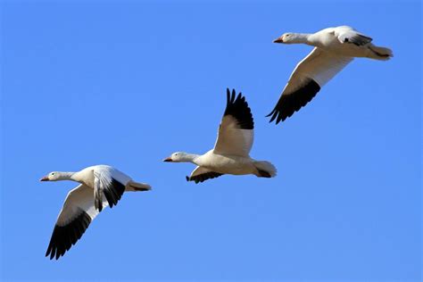 5 cool facts about snow geese | Local News | lancasteronline.com