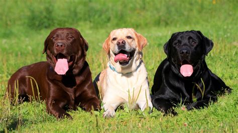 Labrador Retriever - Ficha de perro - Mascotas - Hogarmania