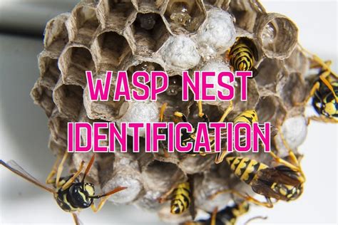 Types Of Wasps Nests