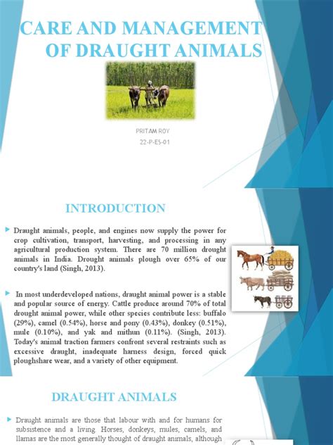 Care and Management of Draught Animals-3 | PDF | Agriculture | Food And ...