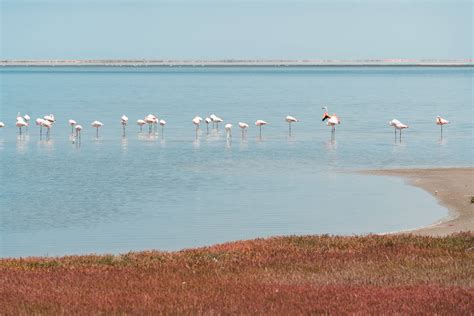 Walvis Bay: Flamingos vor der Küste - Wildlife Tour Guide