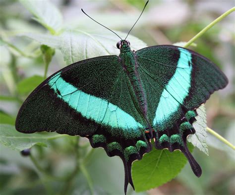 Green and Black Butterfly on Leaf