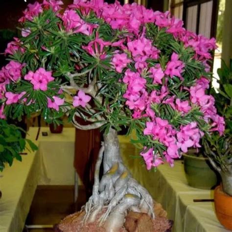 ADENIUM KAMBOJA JEPANG BONSAI SERIBU CABANG BUNGA TUMPUK / ADENIUM ...