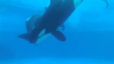 July 2011 Whales mating at Marineland, Files 119 - YouTube