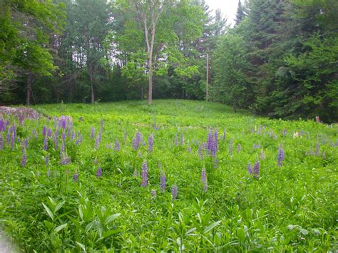 21 Plants to Transform Your Lawn Into a Meadow - Rodale Institute