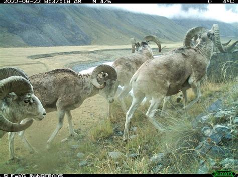 there are many rams walking on the mountain side