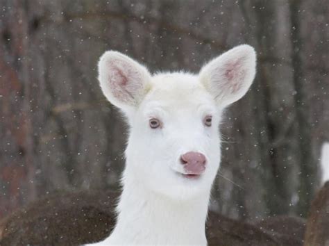 Albino Deer http://ift.tt/2gyGIlZ | Albino deer, Albino, Animals