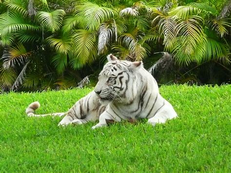 File:White Bengal tiger Miami MetroZoo.jpg - Wikipedia, the free encyclopedia