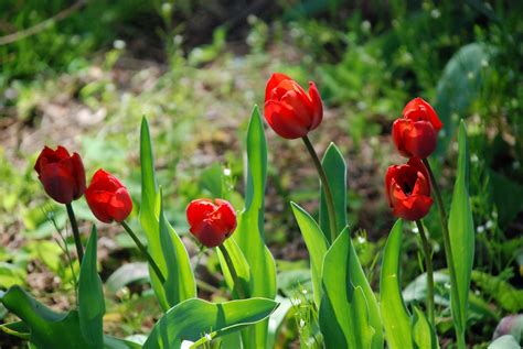 Red poppies Free Photo Download | FreeImages