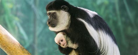 Black-and-white Colobus Monkey | Lincoln Park Zoo